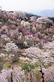 百花繚乱の花見山公園（福島県福島市）