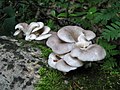 Pleurotus cornucopiae