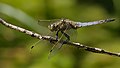 Großer Blaupfeil - Orthetrum cancellatum, Männchen, am See in Pfingstberg