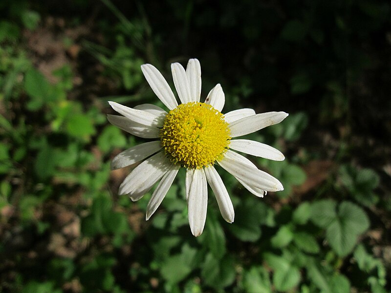 File:20130731Leucanthemum vulgare1.jpg