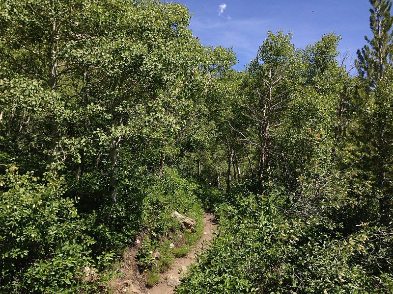 File:2014-06-23 14 36 09 View along the Changing Canyon Nature Trail in Lamoille Canyon, Nevada.JPG