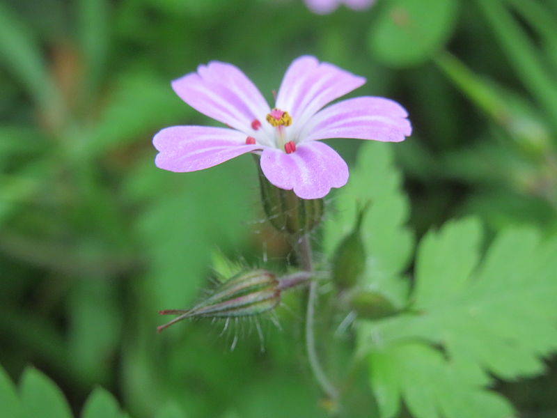 File:20140511Geranium robertianum.jpg