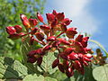 Viburnum lantana Wolliger Schneeball