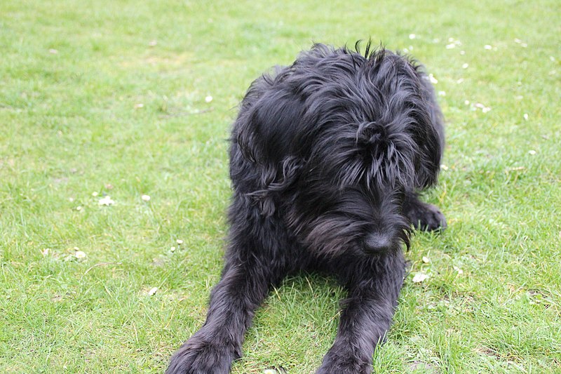 File:2016-03-28 Labradoodle Berlin 06.jpg