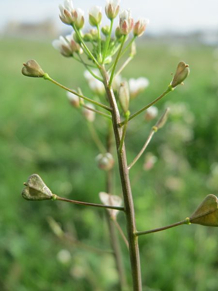 File:20170331Capsella bursa-pastoris3.jpg