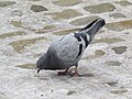 2018-02-09 Columba livia domestica (city dove) at Náměstí Svornosti in Český Krumlov, Czech Republic