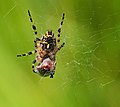 Eichblatt-Radspinne - Aculepeira ceropegia, Weibchen