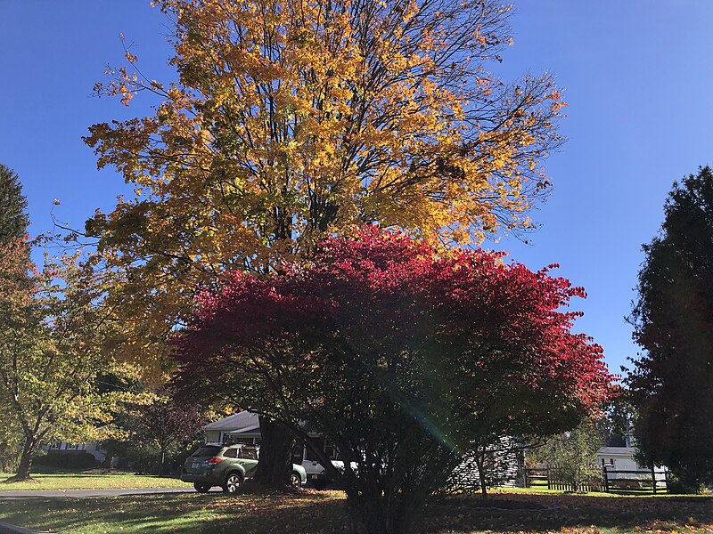 File:2023-10-23 11 05 13 Sugar Maple and Winged Euonymus changing color in autumn along Mountain View Road in the Mountainview section of Ewing Township, Mercer County, New Jersey.jpg