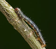 Caterpillar 70.074 BF1777 July Highflyer, Hydriomena furcata, larva (9101573334).jpg