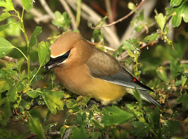 File:786 - CEDAR WAXWING (6-14-2018) yellowstone co, mt -06 (42815902692).jpg