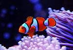 صورة مصغرة لـ سمكة المهرج البرتقالية