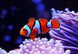 Clown Fish, Dinkum Wiki