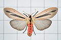 Fotografia da mariposa, ou traça, Creatonotos gangis, cujos machos são dotados de órgãos retráteis de androcônia.[4]