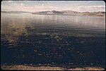 Blick direkt ans Ufer. Unterwasser sind Algen zu sehen (Foto vom Mai 1973).