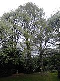 Thumbnail for File:AZ0072 Ulmus. Douglas Crescent Gardens U cornubiensis Spath (1).jpg