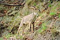 Un goral maschio a Rajaji NP AJTJ.jpg