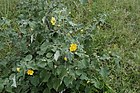 Abutilon indicum 3260.jpg