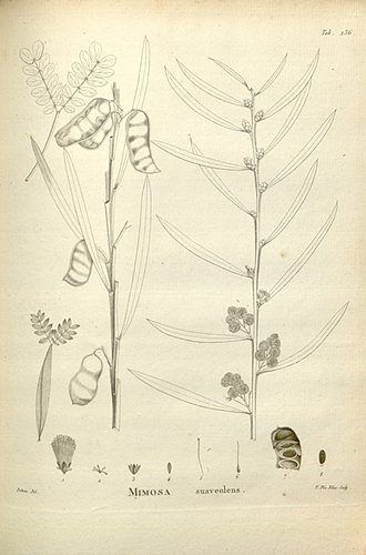 Acacia suaveolens (Sm.) Willd. [as Mimosa suaveolens Sm.] La Billardiere (Labillardiere), J.-J. Houton de, Novae Hollandiae plantarum specimen, vol. 2: p. 87, t. 236 (1804) (Poiteau) Acacia suaveolens 155867.jpg