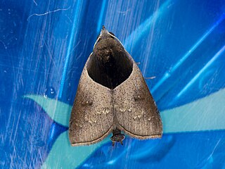 <i>Acidon nigrobasis</i> Species of moth