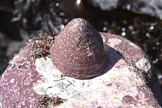 <i>Acmaea</i> genus of molluscs