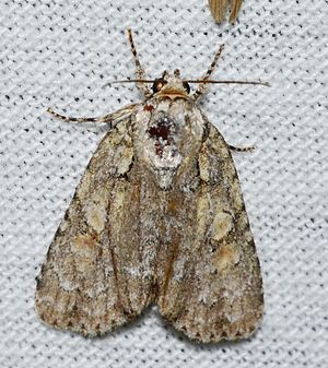 Acronicta ovata – Ovate Dagger Moth? possible (14252944338).jpg