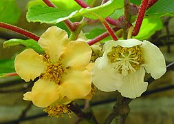 Actinidia chinensis A.jpg