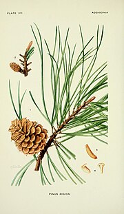 Thumbnail for File:Addisonia - colored illustrations and popular descriptions of plants (1916-(1964)) (16771676351).jpg