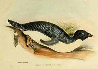 Adélie penguin, from the Ross Expedition to the Antarctic of  1839–1843. The Zoology of the Voyage of HMS Erebus and Terror Vol 1, 1875. Drawn by C. Hillman