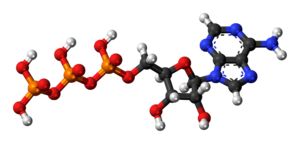 Adenozina trifosfato