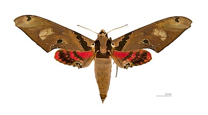 Adhemarius gannascus ♂