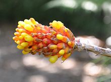 Aechmea comata 2 (9609844976).jpg