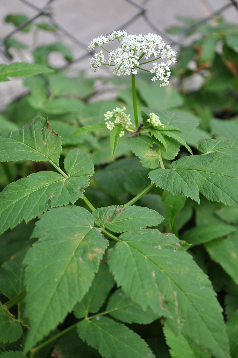 Ground Elder