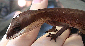 Cat gecko (Aeluroscalabotes felinus)