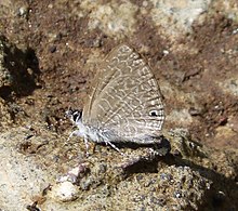 African Line Blue, Pseudonacaduba sichela reticulum - Flickr - gailhampshire.jpg