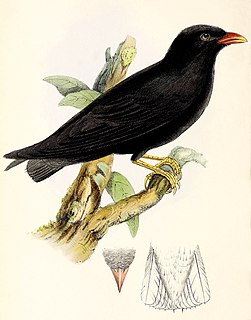 <span class="mw-page-title-main">African river martin</span> A migratory passerine bird of the swallow family