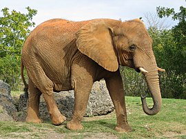 Afrikoanschn olifant (Loxodonta africana)