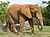 Afrikanischer Elefant, Zoo Miami 1.jpg