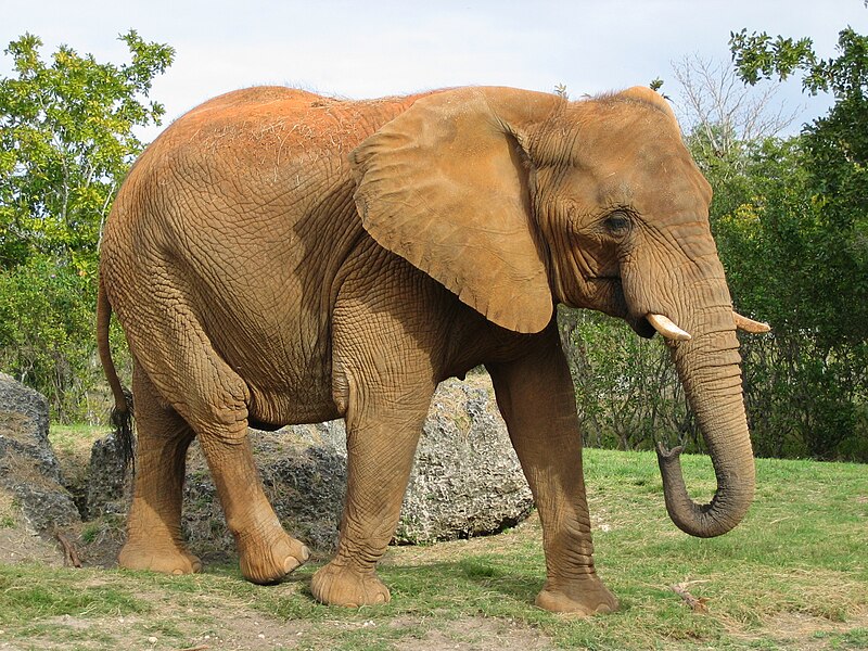 File:Afrikanischer Elefant, Zoo Miami 1.jpg