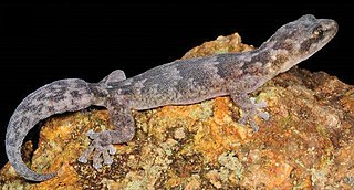 <span class="mw-page-title-main">Bogert's rock gecko</span> Species of lizard