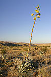 Agave parryi in flower at Anza-Borrego.jpg