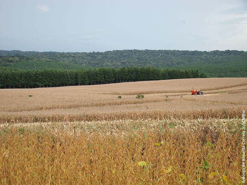 File:Agriculta x ESEC Mata Preta.jpg