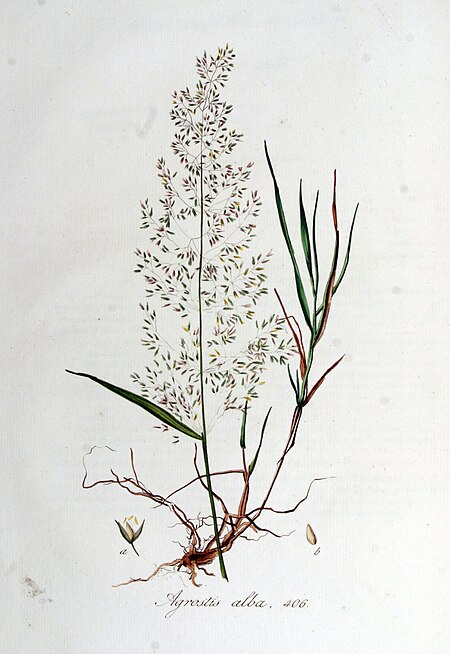 Tập_tin:Agrostis_alba_—_Flora_Batava_—_Volume_v6.jpg