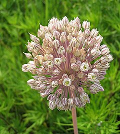 Poireau sauvage (Allium polyanthum) - Secrets des Roches