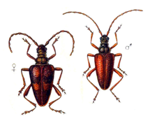 Tekening van een paar keverinsecten, met seksueel dimorfisme