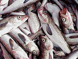 Alaska pollock 2.jpg