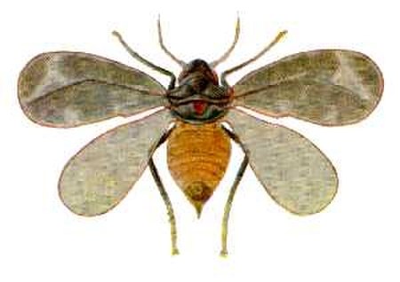 Aleurocanthus spiniferus