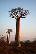 Allée des baobabs