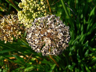 Allium lusitanicum Infrutescence with seeds