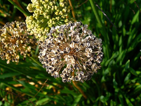 Infrutescence with seeds