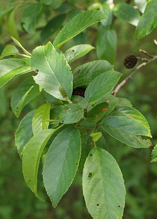 <i>Alnus cremastogyne</i> Species of flowering plant